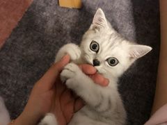 -猫大福·Fortune Cat猫舍(百子湾店)