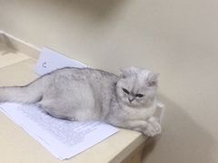 -芭比堂宠物医院·全科爱猫医院·仁德分院