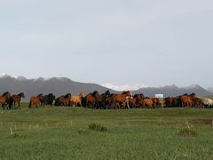 -山丹皇家马场