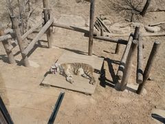 -大连森林动物园