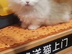 -欣宠猫屋·矮脚拿破仑·蓝金金渐层