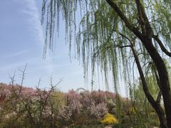 -石家庄市植物园