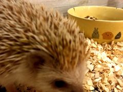 -藦茜花园宠物主题亲子互动体验馆(国顺东路店)