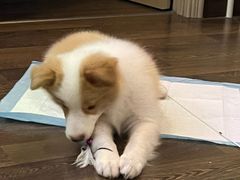 -美联众合动物医院·24h转诊中心