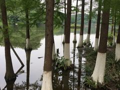 -重庆彩云湖湿地公园