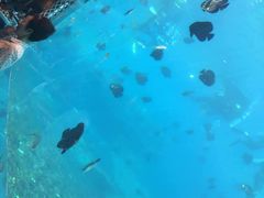 -瑞德姆美人鱼海底演艺主题餐厅(亚龙湾店)