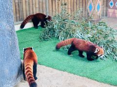 -石家庄市动物园