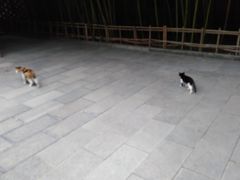 -罔极寺