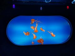 -合肥海洋世界