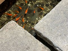 -邈墨茶馆(凤起路店)