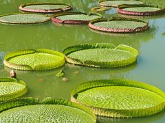 -国家植物园南园