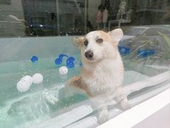 -BABYDOG宝贝狗宠物乐园(欧洲城店)