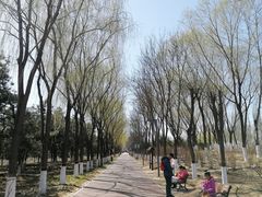 -大兴滨河森林公园