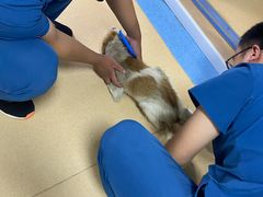 -小叮当动物医院·骨科·眼科