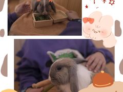 -猫猫幼稚园·撸猫·桌游·电玩