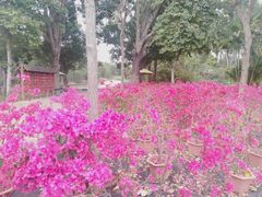 -观澜湖生态运动公社