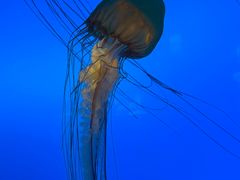 -太平洋海底世界