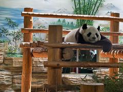 -西霞口神雕山野生动物世界
