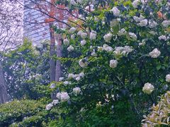-静安公园(静安寺街道)