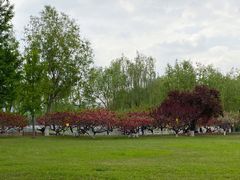 -莲花池公园