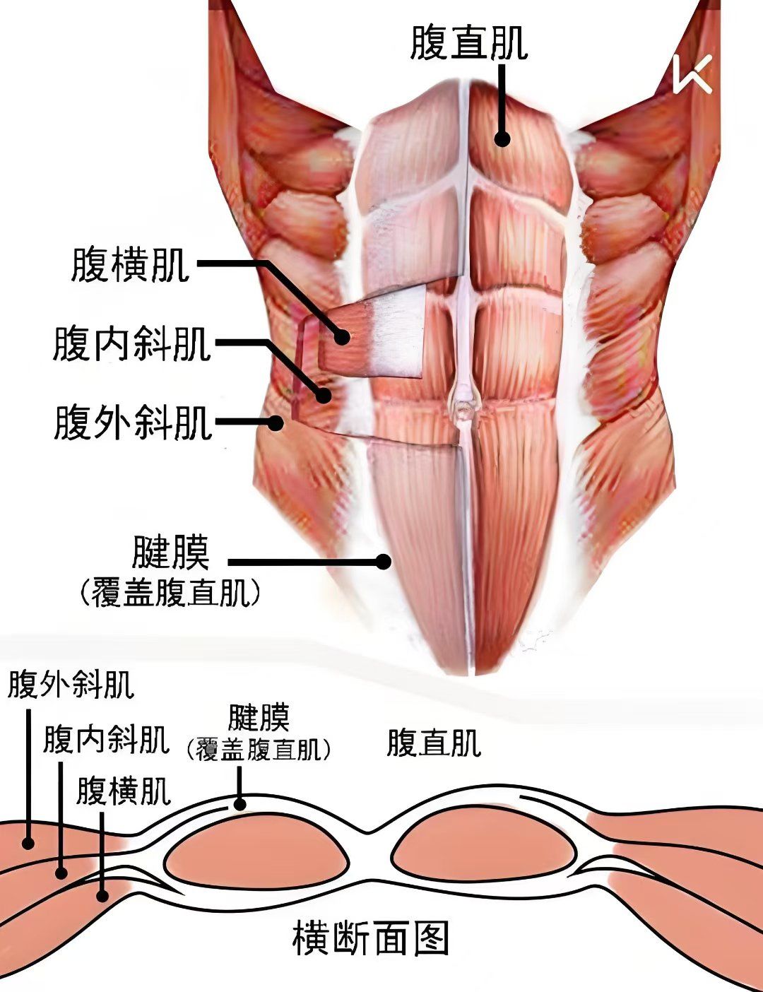 健身指导腹肌
​腹肌由四层肌肉组成