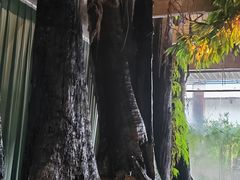 -大树头·花园餐厅(市桥店)