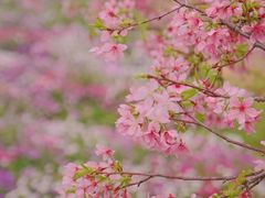 -天适樱花悠乐园