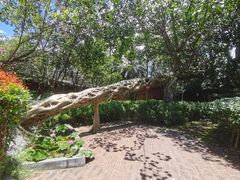 -瑞丽独树成林风景区