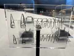 -北京周口店北京人遗址博物馆