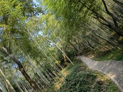 -上海佘山国家森林公园天马山园