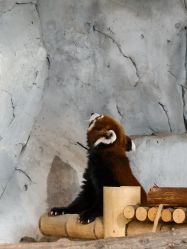 -Zoolung Zoolung动物主题公园(海信广场店)