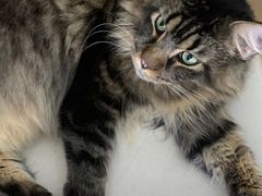 -鼓捣猫呢主题猫咖店