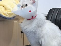 -天使宠物医院·犬猫分诊(彩虹店)