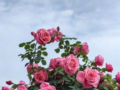 -鹅湖玫瑰文化园