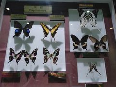 -上海昆虫博物馆