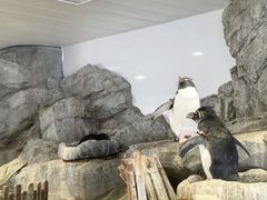 -大阪海游馆