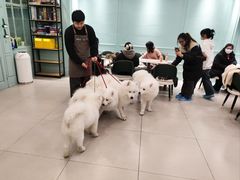 -安格丽娜·狗咖·猫咖羊驼咖(春熙路百盛商场店)