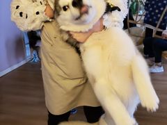 -Husky Go! 哈士奇体验馆·宠物咖啡厅狗咖