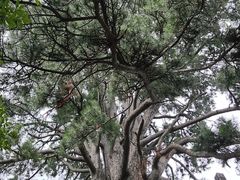 -终南山国家森林公园