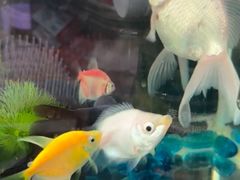 -中环花鸟鱼虫市场