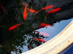 -北京古城老院厉晓麟精致菜