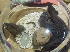 -印象鲵宴·张家界地标美食名片(溪布街店)