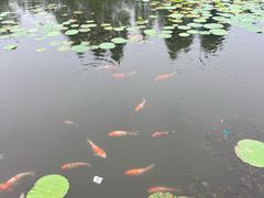 -昆山城市生态森林公园