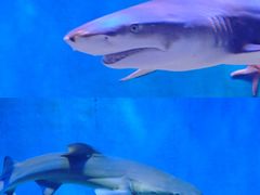 -太平洋海底世界