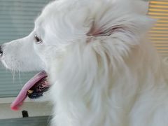 -瑞派福兴宠物医院犬猫全科·骨科·中西医结合(河东店)