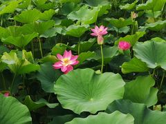 -莲花池公园