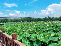 -荷塘月色湿地公园·向阳花洲