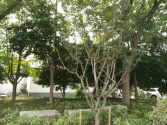 -苏州文庙(姑苏区)