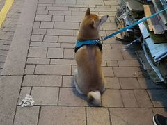 -赤柱市集