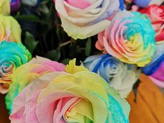 -荷兰花海